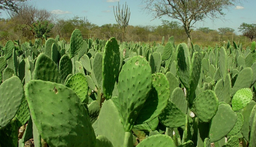ASN Paraíba - Agência Sebrae de Notícias