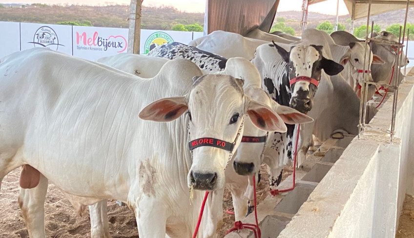 ASN Paraíba - Agência Sebrae de Notícias