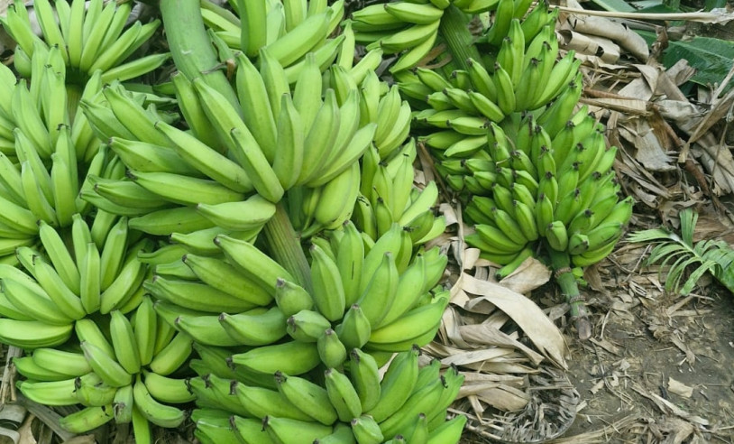 ASN Paraíba - Agência Sebrae de Notícias